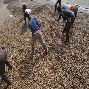 noix de cajoux KOR 45 plus - fruits secs et graines grillées nous achetons le produit sur les marchés africains pour la demande au delà des frontières africaines.