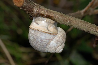 vendre des escargots - coquillage crustacé nous vendons des escargots,  helix pomatia,  de la collection naturelle (vergers,  forets,  pâturages),  quantité 10000kg,  seulement les grandes tailles à partir de 28mm,  livraison régulière jusqu'au 01.06. 2019 au prix de 2 euros / kg. pour les commandes n'hésite