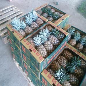 Exportation des fruits ananas et mangue frais  - fruits et légumes nous somme une société du production et exportations de l'ananas frais et des mangue  kent rouge sur emballage de 4 kg et l'ananas dans 11 kg . tous calibre. --pour plus d'information n'hésite pas à nous contacté.--origine de produits cote d’ivoire . 