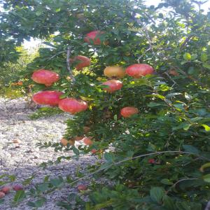 SPANISH POMEGRANATE ELCHE VARIETY - fruits and vegetables i am a spanish agriculturer of pomegranate elche mollar and i am interested in finding a direct customer,  in order to sell my production.