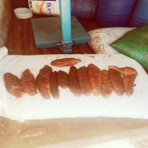 cucumber of the sea  - fish i sell fresh sea cucumber,  freeze ,  dry in best quality at levels of algeria with means of transport and with kind price,  