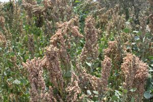 Fournisseur du quinoa péruvien - céréales je  représente une association de cultivateurs de quinoa du pérou. nous produisons de la quinoa blanche appelée aussi quinoa bio. nous pouvons envoyer la quinoa avec tous les certifications nécessaires à l'exportation vers la europe nous pouvons vous fournir jusqu'