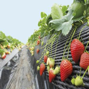 Fraises surgelées IQF, abricots, Melons & Figues - fruits et légumes nous sommes une société marocaine,  nous exportons les fruits et légumes marocains vers différents pays au monde,  nous sommes a la recherche de client afin de collaborer pour tout produits désires,  nous avons a l'heure actuel en disponibilité des fraise et fr