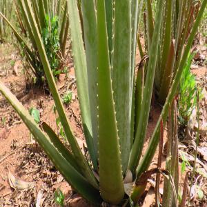 vendeur d'aloes  - matiere vegetale après entretien de  deux hectares d’aloès qui sont enfin pret ,  je voudrais les mettre en vente. je précise ses plans ont été bien entretenu et son de très bonnes qualités .