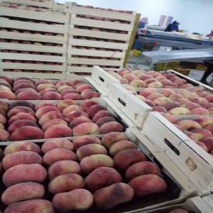 the fruit season begins in tunisia - fruits and vegetables we are exporter of fruits and vegetables of tunisia.--we have the honor to present,  if you are interested,  a large amount of peach,  apricot and grapes.--1- peach--we export 4 peach varieties references to the flavor of their melting flesh and sweet,  good quality and great caliber---blanvio (flat pea