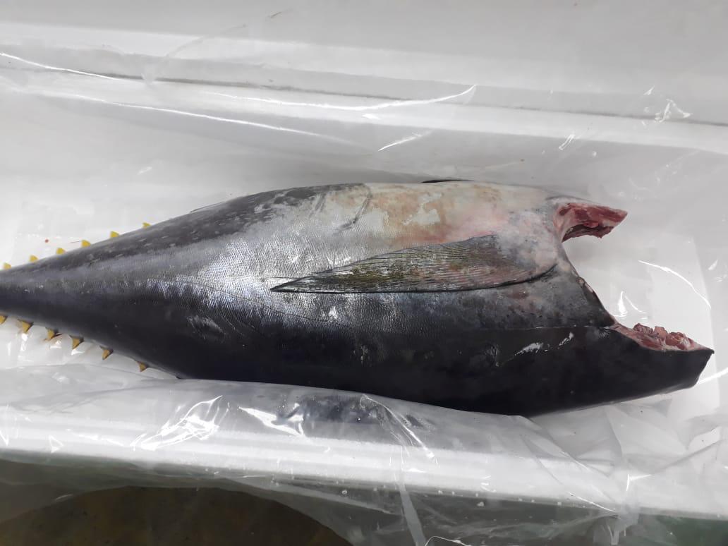 Fresh YellowfinTuna A grade Sushi  - fish fresh tuna grade a loins and h&g as per customer requirements. we can ship everyday all over the world. --best quality 