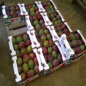 mangue du Sénégal  - fruits et légumes bonjour chers membres du groupe je suis à la recherche de partenaires exportateurs mangue après un contrat fournisseur je peux lui apporter le maximum de produits. .merci cordialement 