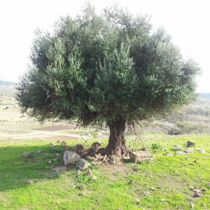 courtier dans le commerce huile d'olives en gros - huiles je suis tunisien,  consultant indépendant,  je travaille courtier dans le commerce d'huile d'olive en gros. j'accompagne l'acheteur et le producteur d'huile d'olives en s'impliquant dans le marché entant qu'intermédiaire,  médiateur (et/ou) négociateur pour réa