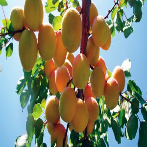 Abricots en vrac - fruits et légumes nous mettons en vente deux variétés d'abricots maoui et canino,  originaire de la région de benimellal,  destinés à la consommation en frais ou à la transformation (fruits séchés,  confiture,  sirop ...). nous produisons dans nos fermes de 8000 arb