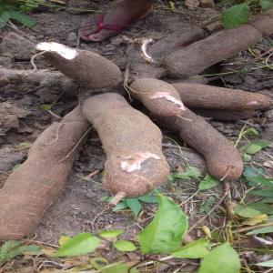 5 HECTARES DE MANIOC DISPONIBLE - féculents nous disposons de 5 hectares de manioc (bocou1) de très bonne qualité.la production se trouve à environ 130km d'abidjan.disponible en ce moment à un prix très souple.