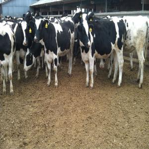 Healthy Holstein cow - live animals we are leading exporters of high quality  pure breed holstein heifers and other livestocks at very competitive prices ----weight - 450_600 k.g--pregnancy - 6 to 8 months--milking capacity - 30 litres per day--age - 24 to 30 months----healthy pure breed holstein heifers--we offer pure breed animals--