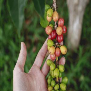 café gourmet et bio - fruits secs et graines grillées je suis un courtier en café de la région méridionale de minas gerais au brésil,  le plus grand producteur de café arabica au monde et je suis intéressé par l'exportation de café spécial gastronomique et biologique.--intéressé