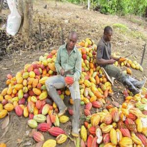 Préparation de la campagne CACAO ET CAFE - café cacao thé en prévision des prochaines récoltes de cacao par nos producteurs,  nous recherchons des acheteurs intéressés afin de signer des contrats commerciaux et de travailler en toute sérénité,  dans une optique d'anticipation. possibilité d'envoi d'&eac