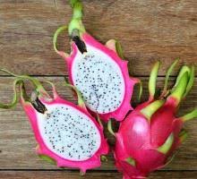 fruits exotiques - semence graine plant cherche des graines de pitaya ,  pour réaliser une plantation du fruit du dragon destiné à l exportation .