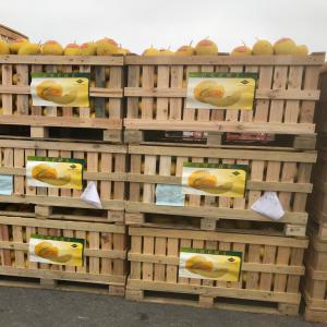 Melon jaune canari; honeydew - fruits et légumes nous proposons des melons jaune canari originaire du sud du maroc--quantité illimitée --meilleurs prix du marché  ( fob ; cif )--veuillez nous contacter pour plus d'informations --cordialement 