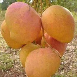 Client marocain intéressé par la mangue du Mali