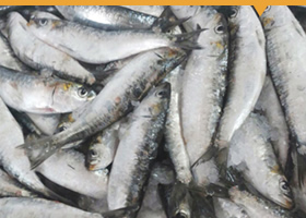 Sardine congelé  - poissons dans le but d'ouvrir une collaboration durable basé sur le respect des engagement ,  nous cherchons des clients de sardine entier  congelé ( bloc ou iqf )  par tout dans le monde ( moule varié  de 8 à 36 pièce kg ) avec une quantité très important b&ea