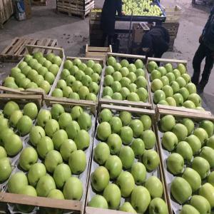 les pommes en gros - fruits et légumes nous faisons du jardinage intensif. nous cultivons et fournissons des pommes qui répondent aux normes de qualité modernes. nous sommes ouverts aux partenariats avec différents groupes d’acheteurs grossistes. nous construisons des relations contractuelles et établissons de