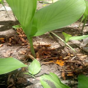 vente de curcuma, rhizomes de curcuma. - épices aromates nous avons 500kg de curcuma frais.--récolté dans la région du worodougou dans le nord de la cote d'ivoire où elle pousse à l’état naturelle.--nous pouvons avoir plus de 500kg.--