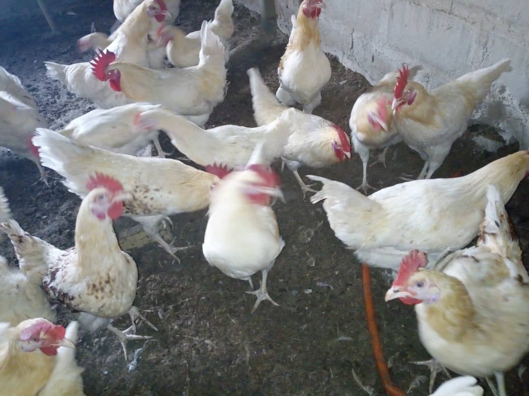 Recherche des acheteur poulet coquelet et local  - animaux vivants je suis un producteur et je recherche des clients qui peuvent acheter en gros des poulets coquelet et local. je veux des clients qui peuvent acheter les poulets en gros