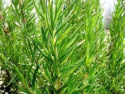 Fournisseur huile de romarin rosemary oil - huiles nous pouvons vous fournir huile de romarin purement bio, première pression à froid, obtenue par des moyens purement physiques,  sans l’intervention de dissolvants chimiques.