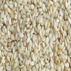 SESAME BLANC  et  SESAME BIGARRE - semence graine plant nous sommes spécialisés dans le négoce,  l'exportation et la fourniture de produits tropicaux.--les graines de sesame blanc  et de sesame bigarre  sont disponibles.--nous sommes à la recherche  de sérieux clients.--