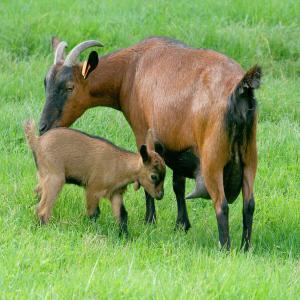 Recherche grossiste, revendeur - lait et produits laitiers nous  fabricons environ 1000 pélardons aop par jours sur notre exploitation,  environ 50 tommes,  1000 yaourts et autres produits laitiers.--notre production ayant beaucoup augmenté nous devons développer la commercialisation de nos produits. pour cela nous recherchons de nouvelle