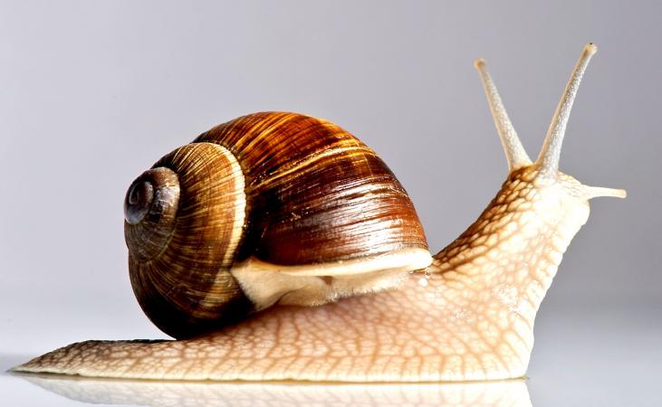 Search Snails Customers  - live animals i'm snailfarmer of ukraine looking for reliable partners for cooperation. --i guarantee the quality of my product.--consider any suggestions.--i will deliver to anywhere in europe.--helix aspersa muler and helix aspersa maxima.