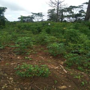 Produits dérivés du manioc en vente