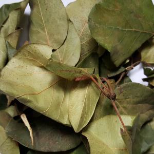 Cognassier feuilles (Cydonia oblonga) - matiere vegetale bonjour, --nous pouvons vous proposer des feuilles de cognassier (cydonia oblonga),  plusieurs tonnes/an.--possibilité de récolter à la demande selon la saison.--n'hésitez pas à nous contacter pour toute information complémentaire.--cordialement.