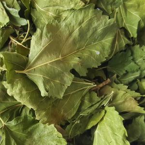 Feuilles Mûrier blanc (Morus Alba) - matiere vegetale bonjour, --nous pouvons vous proposer des feuilles de mûrier blanc (morus alba).--disponible plusieurs tonnes/an et récolte à la demande selon la saison.--vente en vrac et à la tonne mini.--n'hésitez pas a nous contacter pour toute information complémentaire.-