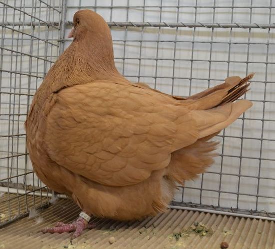 Recherche pigeons - animaux vivants bonjour,  je suis  de nationalité camerounaise contact besoin de pigeons de race mondaine en 10 couples à livrer au cameroun yaoundé. 