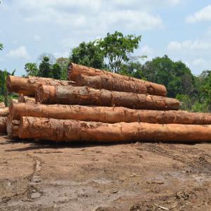 Offres de service en Forêt-bois et vente du Bois - bois charbon fibre nous sommes une société de négoce et de courtage en bois située à douala-cameroun,  nous proposons des bois en grumes (plus de 38 essences diverses) à des prix  très concurrentiels. afin de participer à la consolidation de la filière bois