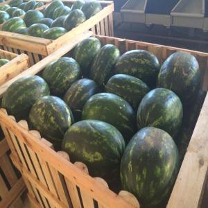 Moroccan Premium Watermelons & Melon for export - fruits and vegetables we have a premium watermelons 6-12kg & melon canary 2-6 kg.--we load in wooden case palox by container depart tangier-med port to any port in the word or by truck to europe.--who want make business this important summer period you're welcome.--also we have a premium cherry.--