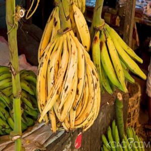 Recherche Banane plantin, Attieke - fruits et légumes bonjour,  --nous sommes une plateforme dans actif au royaume du maroc  la vente des denrées alimentaire pour les subshariens et autochtone ,  désirante etre fourni des produits   banane plantain et l'attieke   de bonne qualité.--les quantités augmenteront si la qualit&eacut