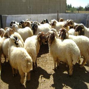 Moutons  - animaux vivants nous avons un énorme marché dans les pays de golf arabe on demande des moutons du grand calibre l'essentiel du bonne qualité pour l'aïd des clients sont en attend