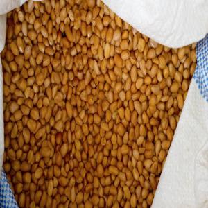 Proposition de vente d'arachide décortiqué - céréales nous proposons la vente d'arachide décortiquée,  gros grain,  récolte 2019,  origine - burkina faso. disponibilité immédiate. l'expédition de la marchandise se fera à partir du port de lomé. prix intéressant à débattre.