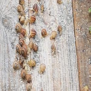 Ferm de escargot o Bulgerie - animaux vivants ferm de escargot o bulgaie vends gros grie helix a.maxima qantite 10 tonne--1categorie 3, 90e.--2categorie 3, 30e.--les prix incl.le transport--pred a vends 01.09.2019