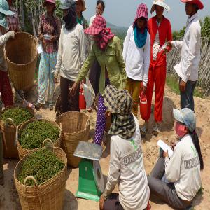 Poivre de Kampot - épices aromates la plantation est une ferme de poivre de kampot igp et d'épices située dans la région de kampot. nous cultivons de façon traditionnelle et naturelle (emploi d'engrais et de pesticides naturels). la plantation est un projet social avec l'emploi de 150 personnes à te