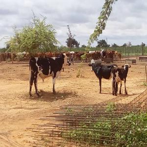 Vente des vaches azawaks et goudalis - lait et produits laitiers la ferme pastorale met en vente des vaches laitières azawaks et goudalis.--disponible - 100 de chaque race.--des vaches les plus performantes en production de lait dans la région oust africaine avec une production de 10 litre de lait par traite.des vaches qui aptes pour une meilleure p