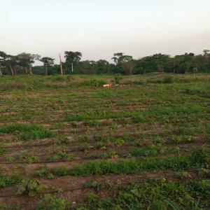 15 ha avec certificat foncier en Côte d'Ivoire  - mine terrain concession je vends ma parcelle de 15 hectares située à bériaboukro à 45mn de toumodi centre en cote d'ivoire. elle dispose d'un certificat foncier et est en bordure du bandama. je vous répond des réception de votre message. certificat foncier vérifiable.