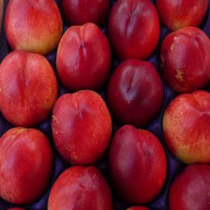 Pêches rouges fraîches - fruits et légumes les peches sont des fruits d'été très apprécié des consommateurs méditerranéens pour sa texture juteuse et son goût sucré et ses nutriments élevés. ----en tunisie,  les principales zones de production de peches sont le nord e