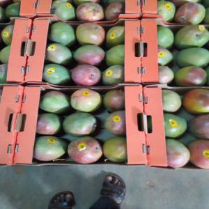 Mangue du mali à exporter  - fruits et légumes entreprise spécialisée uniquement dans le domaine de l'exportation de mangue du mali au destination finale en prennant toutes les dépenses ( carton,  conditionnement au mali,  dédouanement et autres soif le transport et cela dépend du contrat --veuillez nous contacte