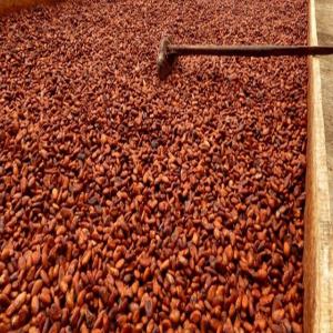 Café, Cacao, Riz; Noix de cajou en destokage  - café cacao thé nous mettons a votre disposition pour tout achat de noix de cajou,  café,  riz et cacao --alors si vous etes intéresser veuillez me contactez directement