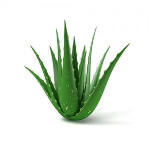 Aloe vera Barabendis Miller et Aloe arborescens  - horticulture plante biocarburant vente en gros et demi-gros d'aloe vera barabendis miller et d'aloe arborescens sous forme de plants,  de plantes,  de gel pure alimentaire et cosmétique destiné aux laboratoires.--nos produits proviennent des terres andalouse en espagne,  des îles canaries,  d'italie et de sicile.--i