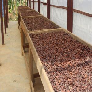 SUN DRIED CACAO  - coffee cocoa tea hi, --we are a company négoce afrique sarl; in the field of tropical forest products.--we currently have 12.500 tons of cocoa in ghana.--we are looking for serious buyers for the sale of our products that are on site in ghana.--so here are the features-----product- sun dried cacao beans gdi.--