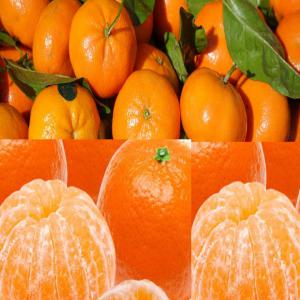 Clémentine / Mandarine - fruits et légumes nous sommes à la recherche d'un fournisseur en gros de fruit pour travailler à long terme actuellement nous avons besoin des clémentines qui seront exportés vers l'afrique subsaharienne veuillez nous contacter si vous etes producteur s'il vous plait pas d’intermédi