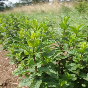 Menthe Verte Bio - épices aromates bonjour, --nous disposons de menthe verte bio certifiée par onssa,  prete à l'exportation. nous avons une capacité de fournir 2 tonnes par mois pour le moment en attendant des clients réguliers pour augmenter notre production.--je reste à votre disposition si vous av