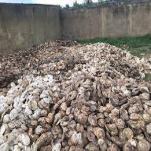  d'hévea en vrague en stock - autres nous somme condor une coopérative simplifié en cote d'ivoire qui à pour qualité la vente de l'hévea en vrague nous avons 25 tonnes présentement que nous vendons et nous pouvons fournis plus de 100 tonnes par mois alors nous cherchons des partenaires dans le 