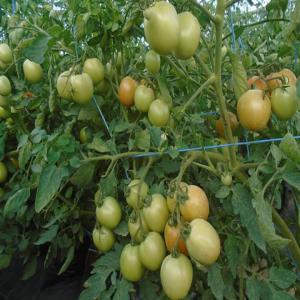 DE LA TRES BONNE TOMATE DISPONIBLE  - fruits et légumes nous disposons de très bonnes qualité de tomates actuellement sur nos sites.--veuillez nous contacter si intéresser. 